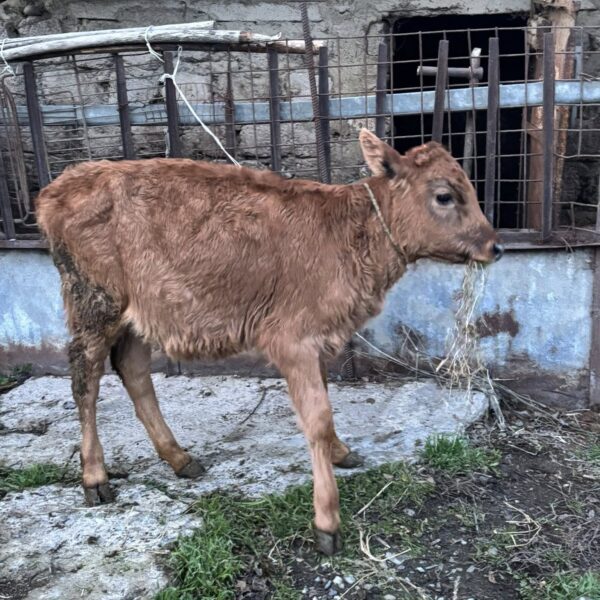 იყიდება ადგილობრივი კარგი ჯიშის ხბოები