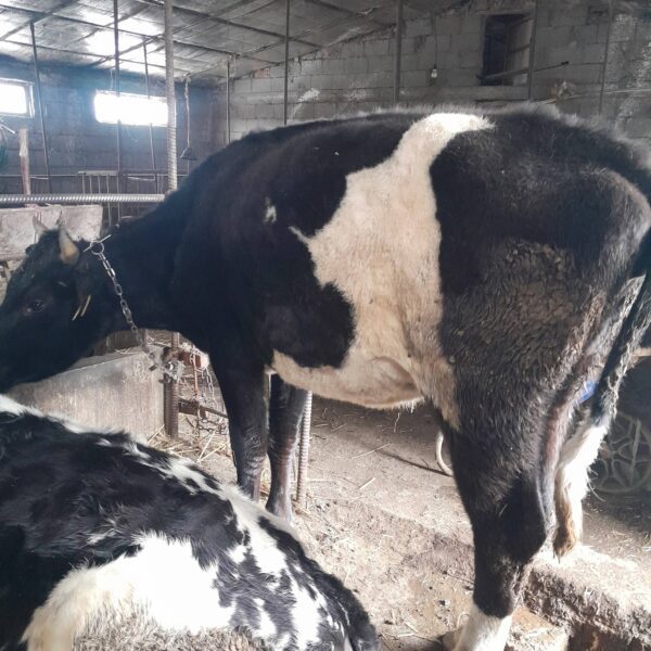 🐄 იყიდება ძროხა და დეკეული