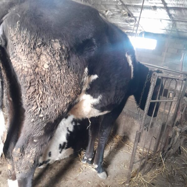 🐄 იყიდება ძროხა და დეკეული