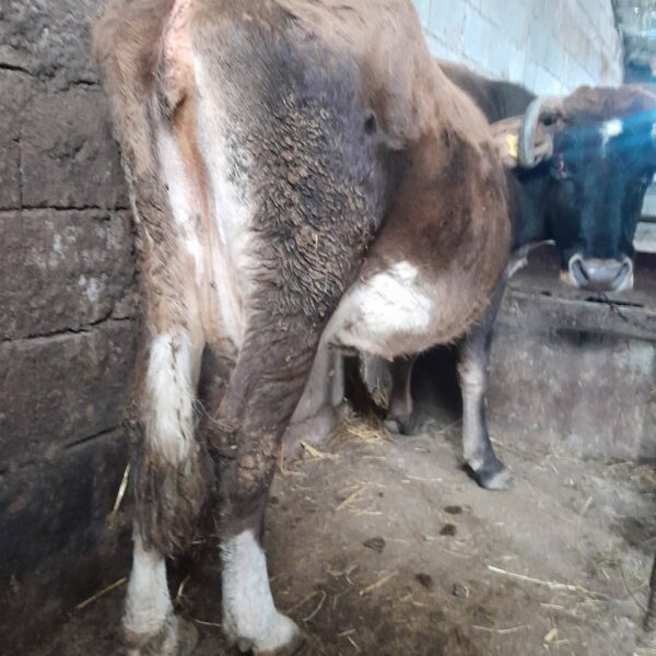 🐄 იყიდება ძროხა და დეკეული