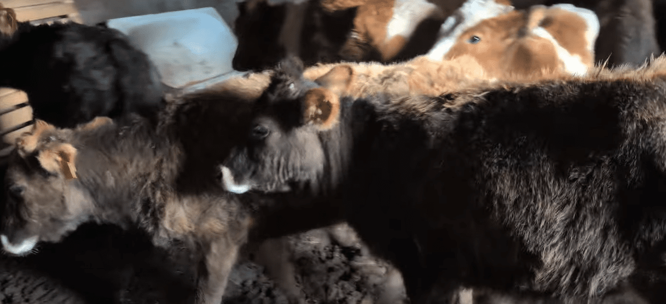 🐄 სასწრაფოდ იყიდება 12 სული ჯიშიანი დეკეული — შვიცბრაუნი და წაბლა