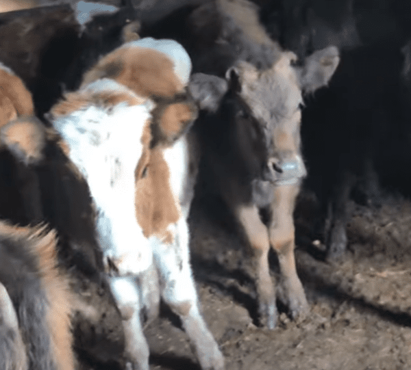 🐄 სასწრაფოდ იყიდება 12 სული ჯიშიანი დეკეული — შვიცბრაუნი და წაბლა