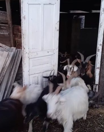 🐐 იყიდება თხები