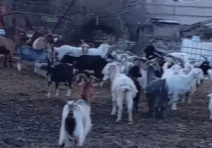 🐐 იყიდება თხები