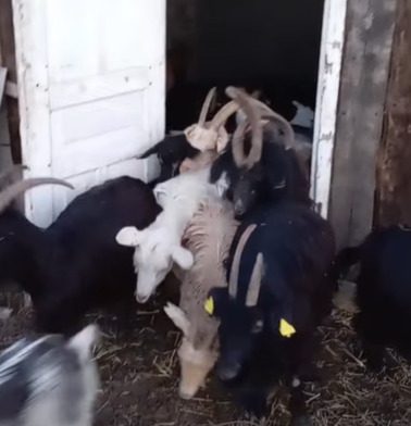 🐐 იყიდება თხები