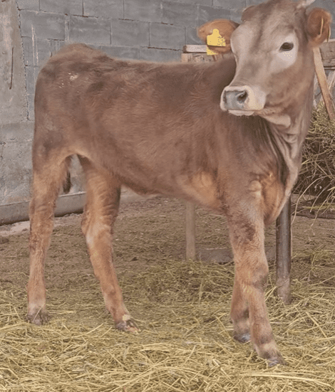 🐄 იყიდება 3 სული შვიცის დეკეული