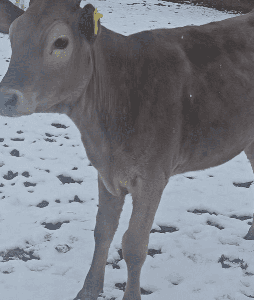 🐄 იყიდება 3 სული შვიცის დეკეული
