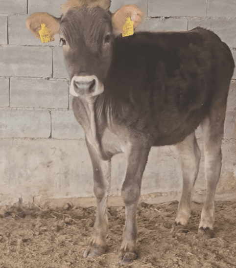 🐄 იყიდება 3 სული შვიცის დეკეული