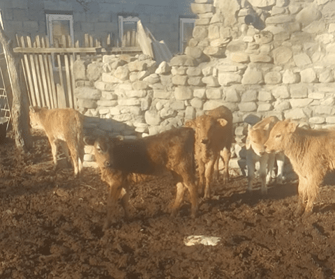 🐄 იყიდება საყოლი საფურეები