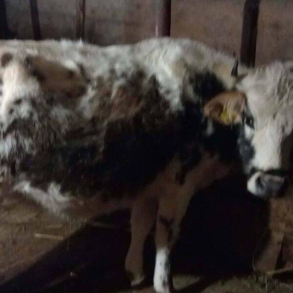 🐄 იყიდება 3 სული ძროხა