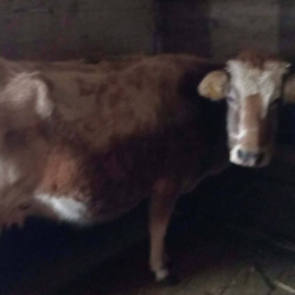 🐄 იყიდება 3 სული ძროხა