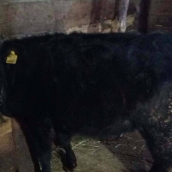 🐄 იყიდება 3 სული ძროხა