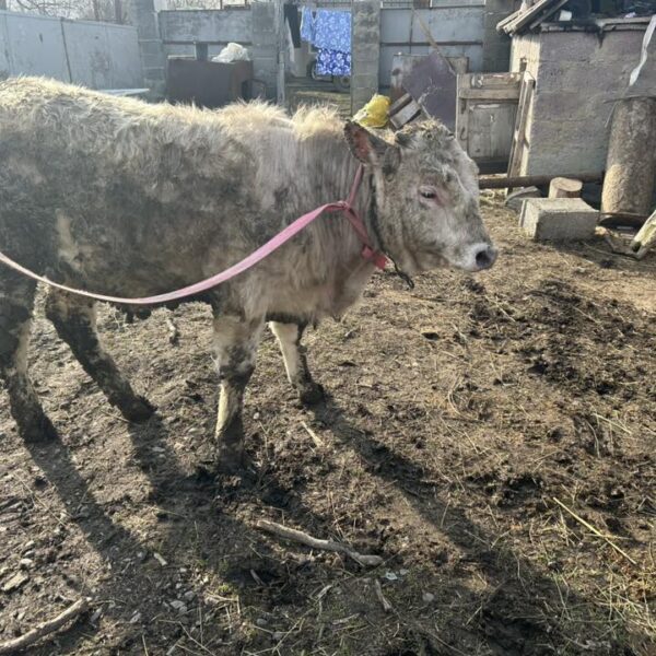🐂 იყიდება მოზვრები — 9 სული