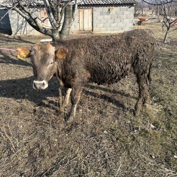 🐂 იყიდება მოზვრები — 9 სული