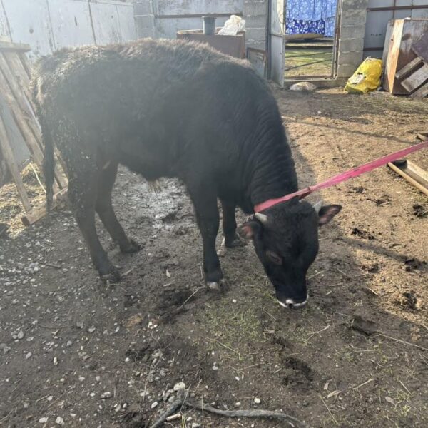 🐂 იყიდება მოზვრები — 9 სული