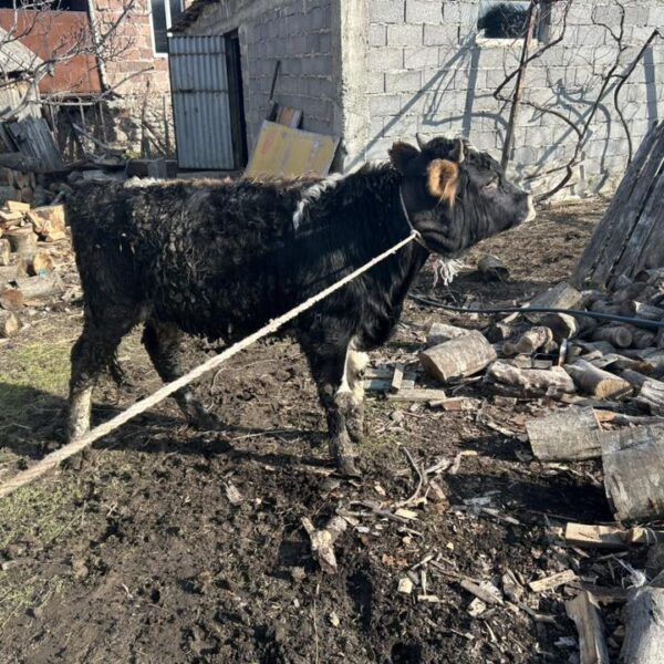 🐂 იყიდება მოზვრები — 9 სული