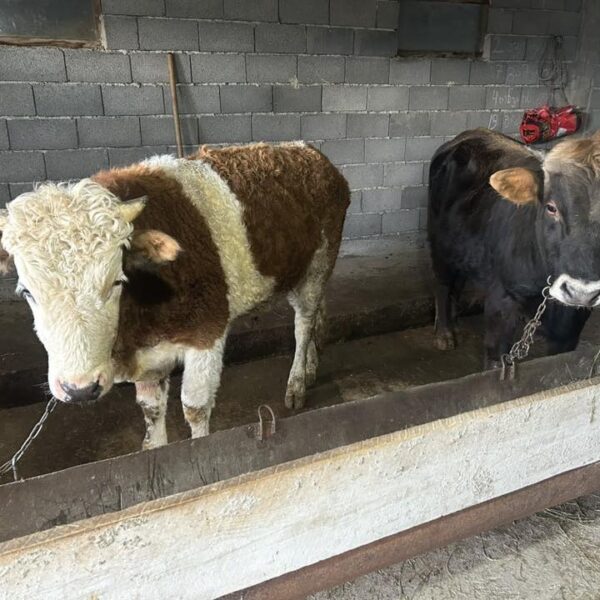 🐂 იყიდება 2 მოზვერი (ჭრელი)