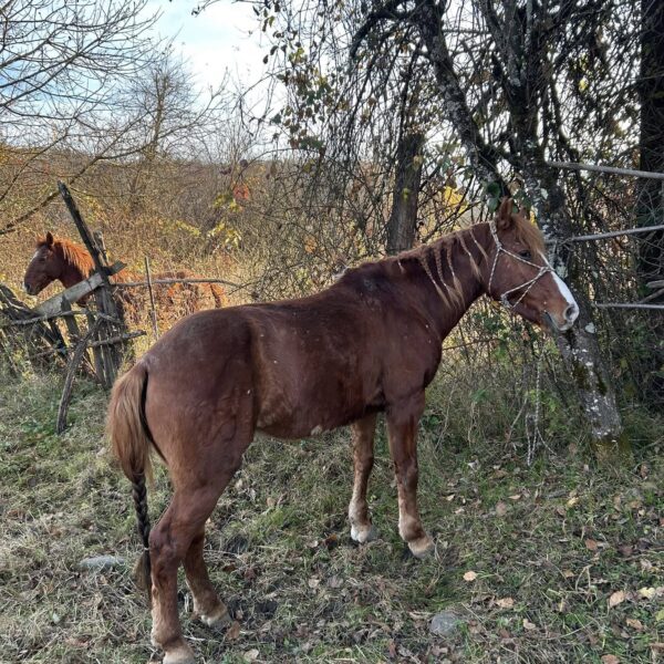 🐎 იყიდება ცხენი – კარგი არჩევანი მეურნეობისთვის