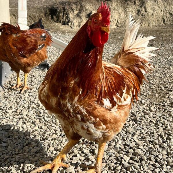 🐓 იყიდება მამლები