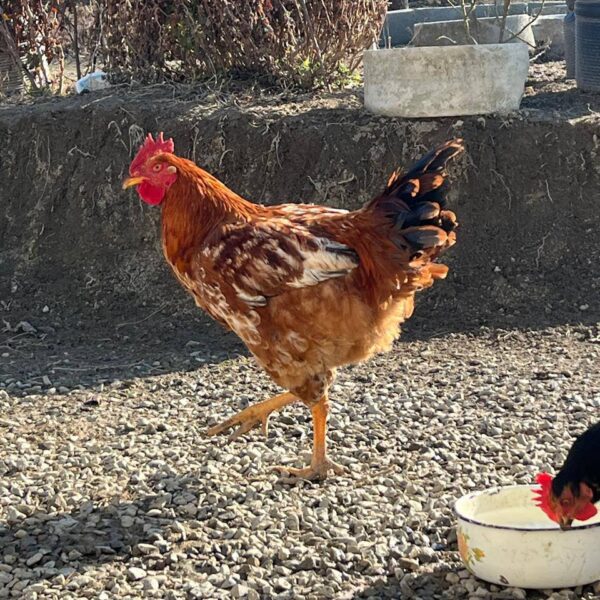 🐓 იყიდება მამლები