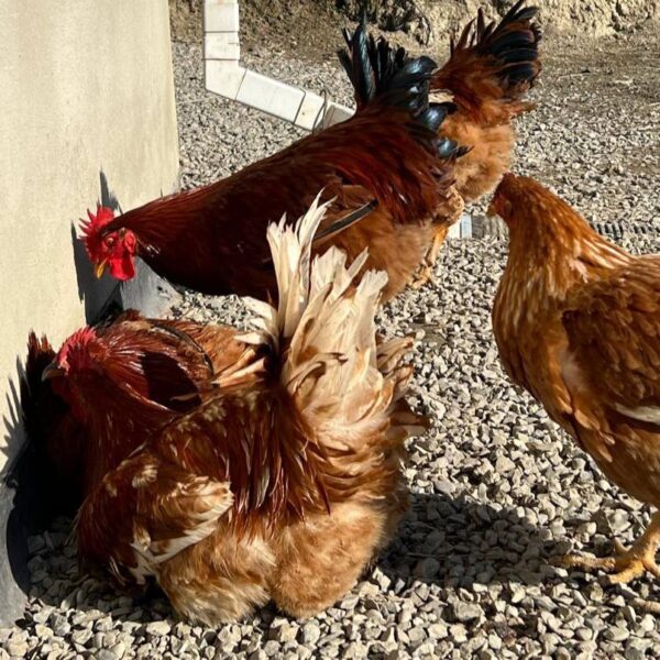 🐓 იყიდება მამლები