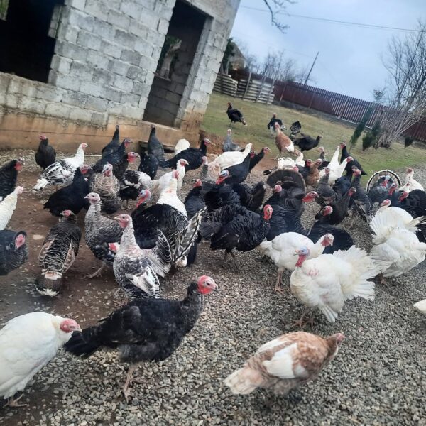 🦃 იყიდება უპრემიქსო ინდაურები