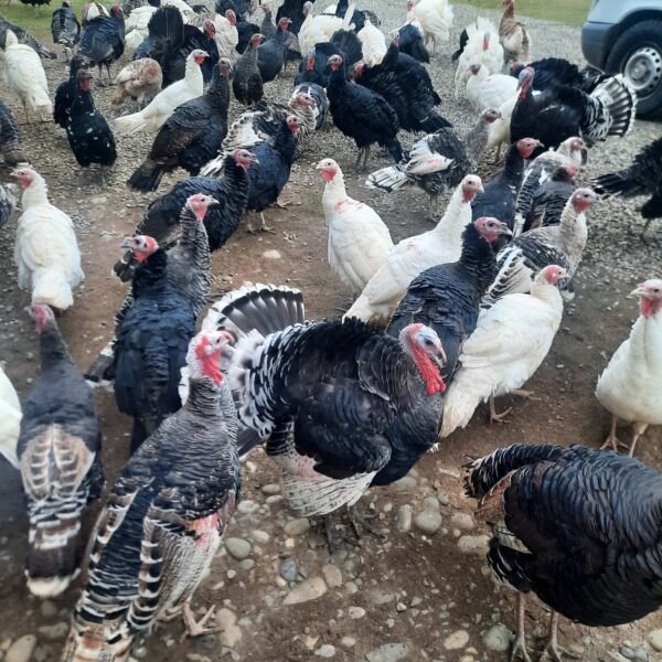 🦃 იყიდება უპრემიქსო ინდაურები