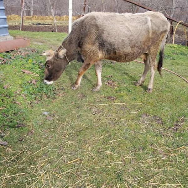 🐄 იყიდება ძროხა — მარტში მოსაგები