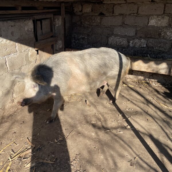 სოფლის ღორი