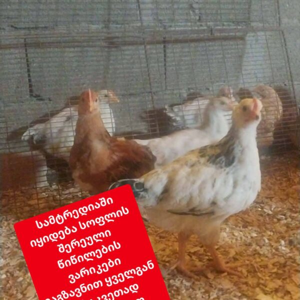 წიწილები და ვარიკები
