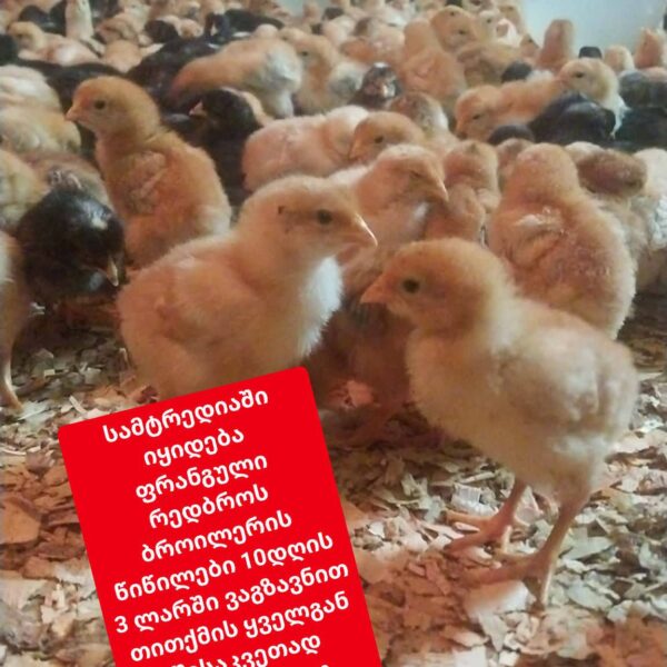 წიწილები და ვარიკები