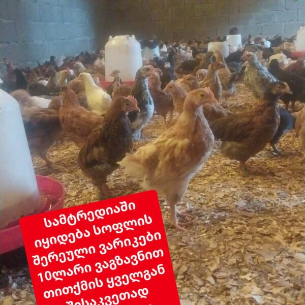 წიწილები და ვარიკები