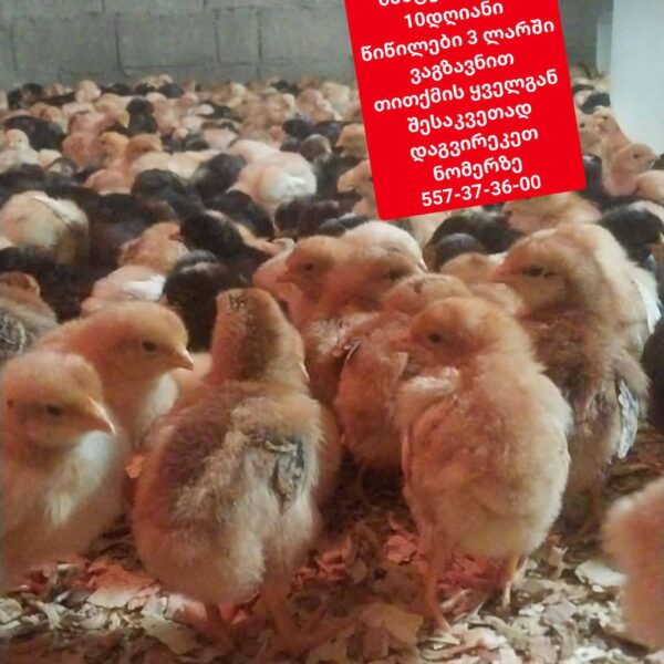 წიწილები და ვარიკები