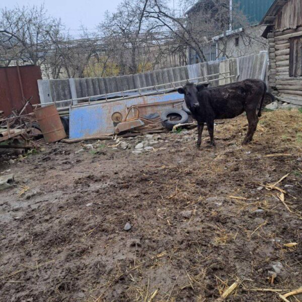 🐂 იყიდება მოზვერი და დეკეულა — ხაშური