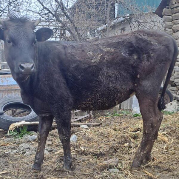 🐂 იყიდება მოზვერი და დეკეულა — ხაშური