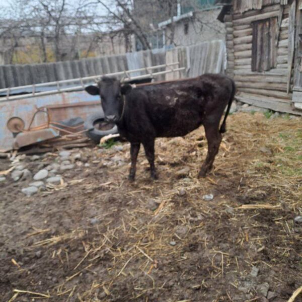 🐂 იყიდება მოზვერი და დეკეულა — ხაშური
