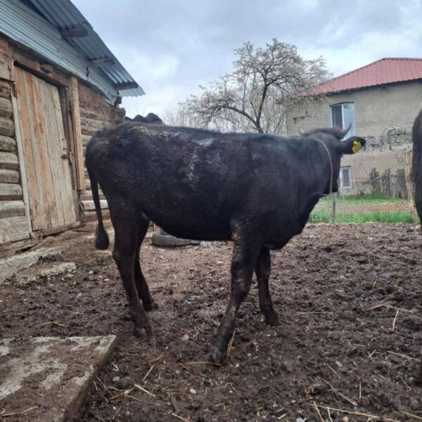 🐂 იყიდება მოზვერი და დეკეულა — ხაშური