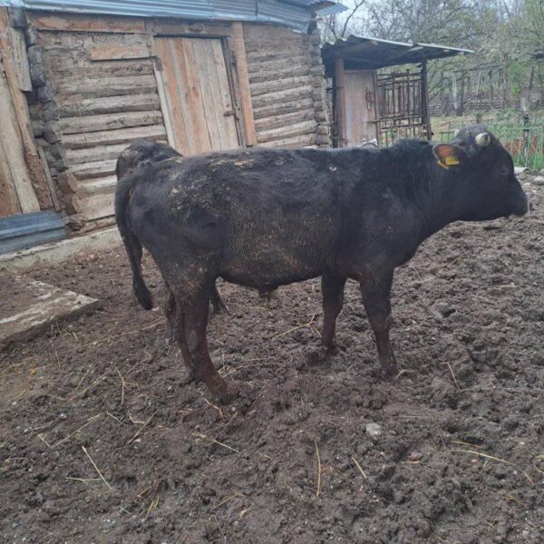 🐂 იყიდება მოზვერი და დეკეულა — ხაშური