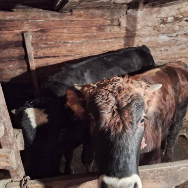 🐂 იყიდება მოზვერი და დეკეულა — ხაშური
