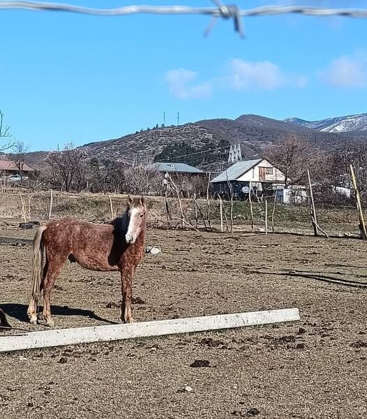 იყიდება კვიცი