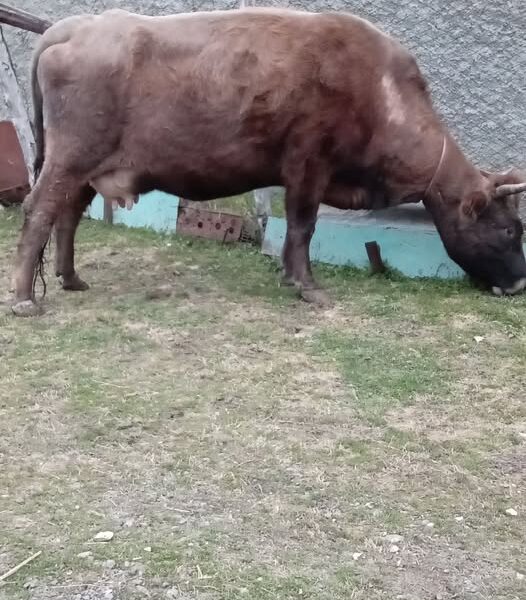 იყიდება მოსაგები ძროხა