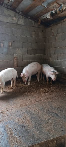 იყიდება 3 ცალი ბურვაკი