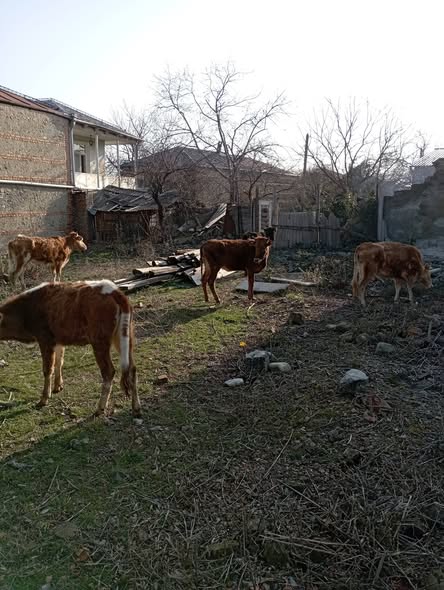 იყიდება 5 ცალი დეკეული