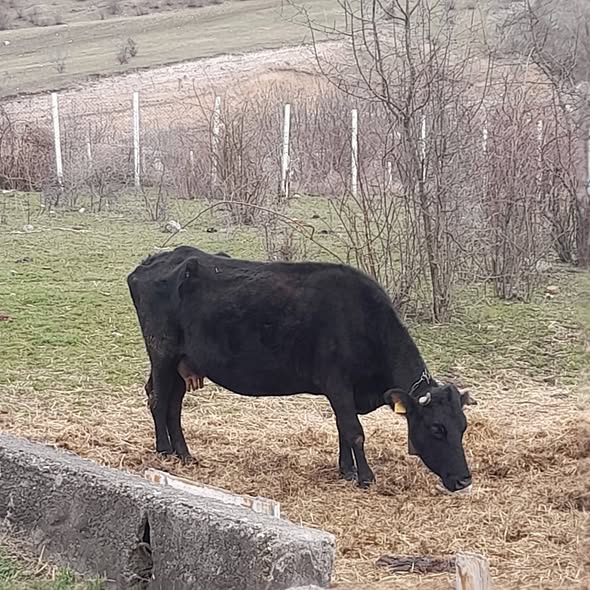 იყიდება 4 სული პირუტყვი