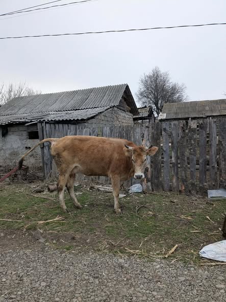 ყიდება ძროხები