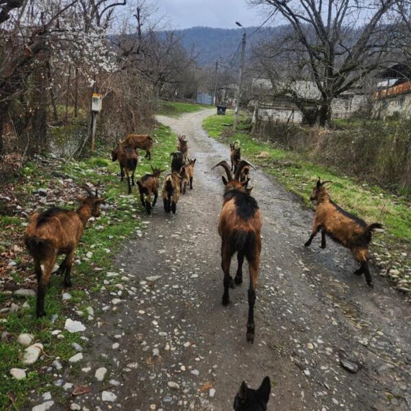 იყიდება თხები არიან დედლები და კარგი მეწველები