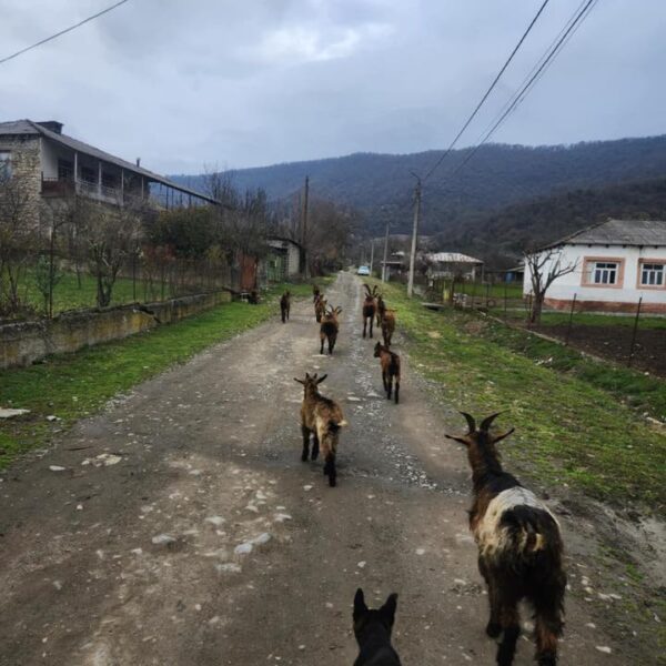 იყიდება თხები არიან დედლები და კარგი მეწველები
