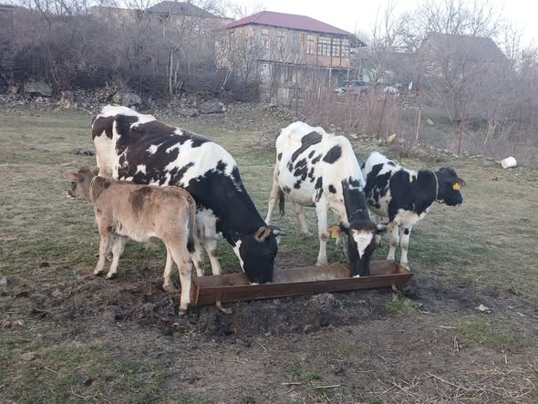 იყიდება 2 ძროხა ხბოებით