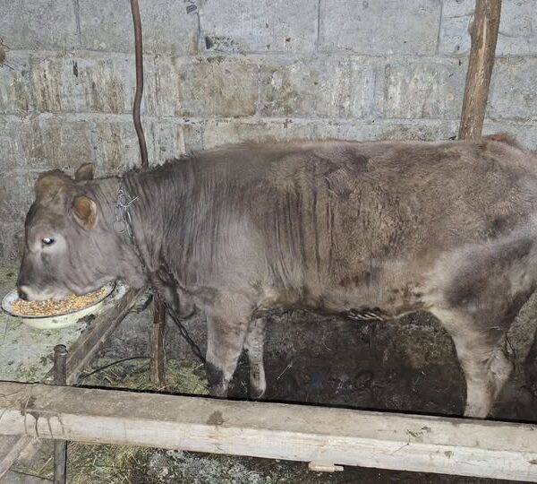 იყიდება კორმავი ბუღა.