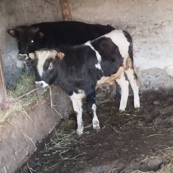 იყიდება საქონელი